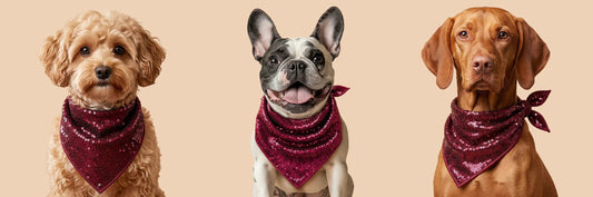 Best Dog Accessories in India 2026: Dress Your Pet in Style with BYB Premium - BYB PREMIUM