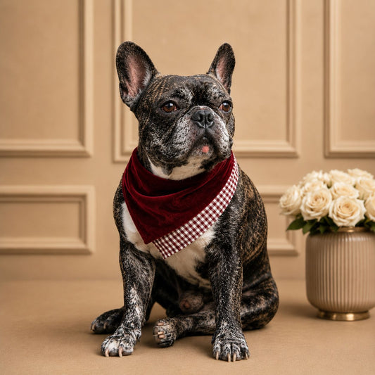 Dog's Maroon Scarf - BYB PREMIUM