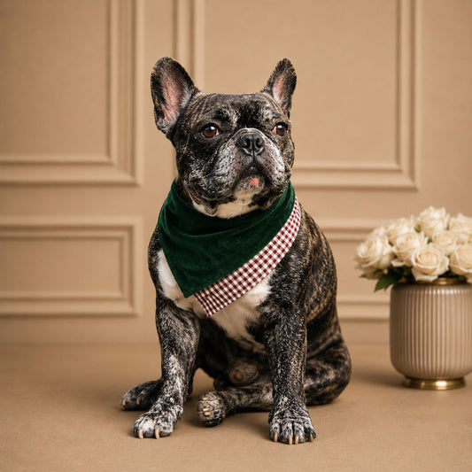 Green Dog's Scarf - BYB PREMIUM