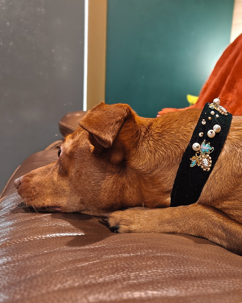 Luxury Dog Collar with Pearls & Charms | Stylish Pet Accessory - BYB PREMIUM