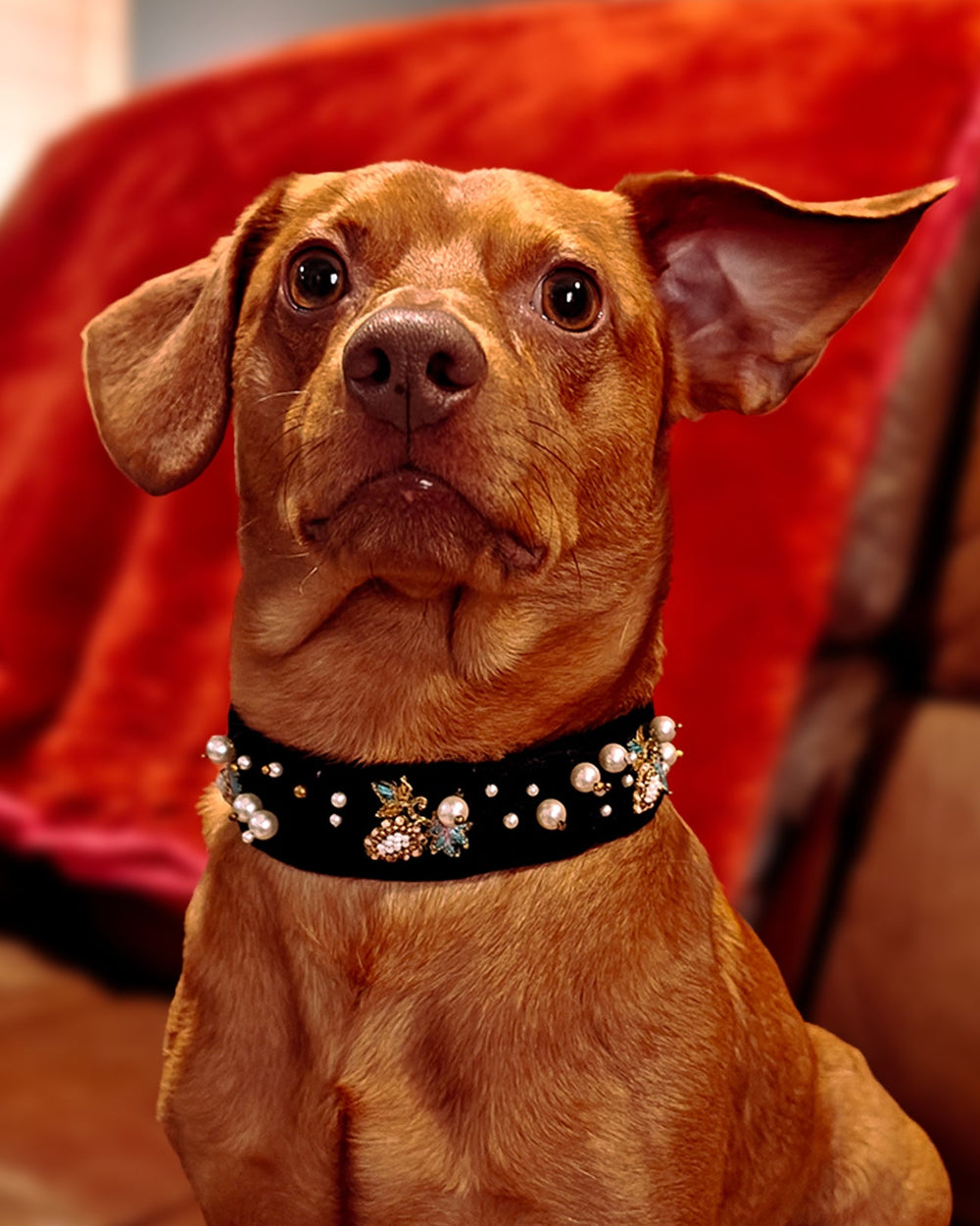 Luxury Dog Collar with Pearls & Charms | Stylish Pet Accessory - BYB PREMIUM