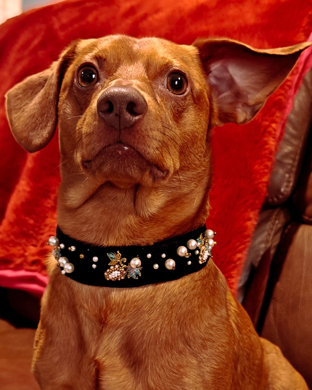 Luxury Dog Collar with Pearls & Charms | Stylish Pet Accessory - BYB PREMIUM