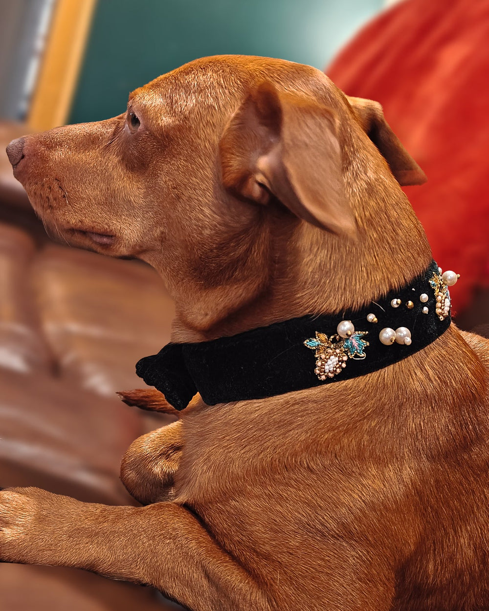 Luxury Dog Collar with Pearls & Charms | Stylish Pet Accessory - BYB PREMIUM