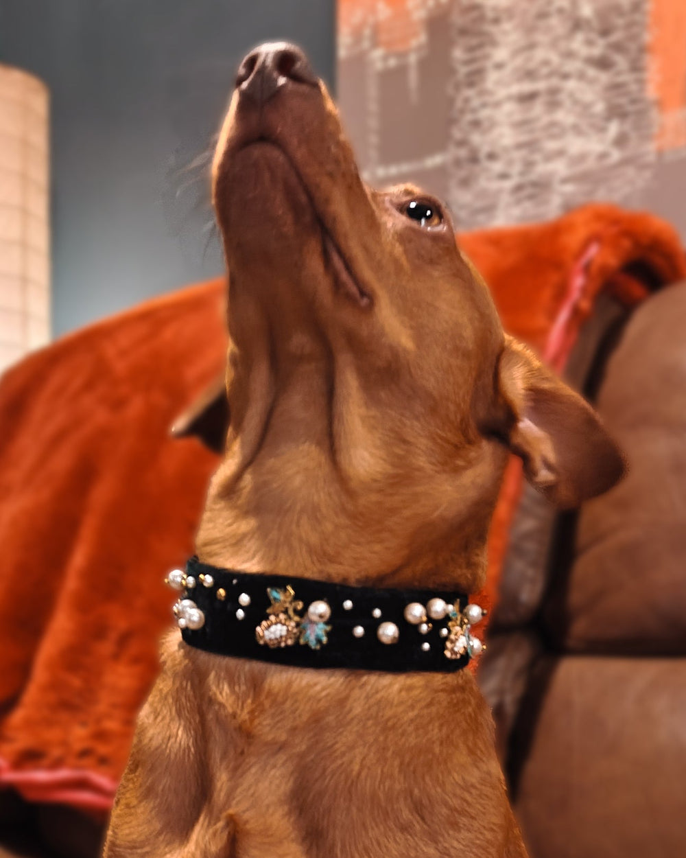 Luxury Dog Collar with Pearls & Charms | Stylish Pet Accessory - BYB PREMIUM