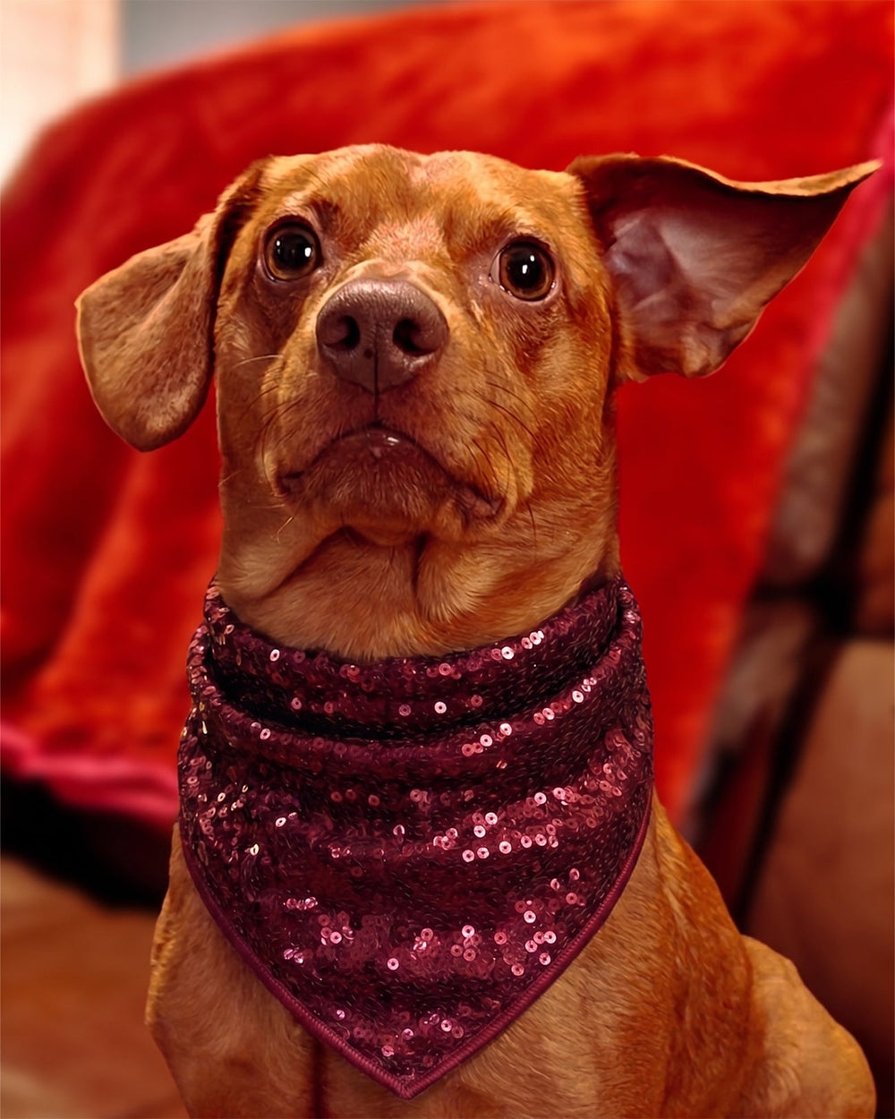 Sequin Dog's Scarf - BYB PREMIUM